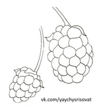 Рисование природы. Дикая ежевика, акварель — изображение 3
