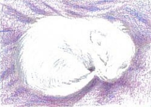 Как нарисовать новорожденного котенка — изображение 6